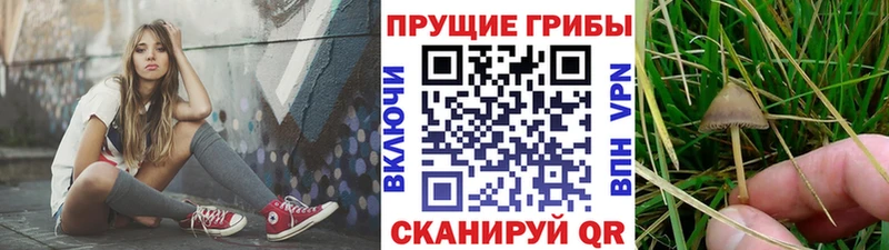 где можно купить наркотик  Узловая  Галлюциногенные грибы мицелий 